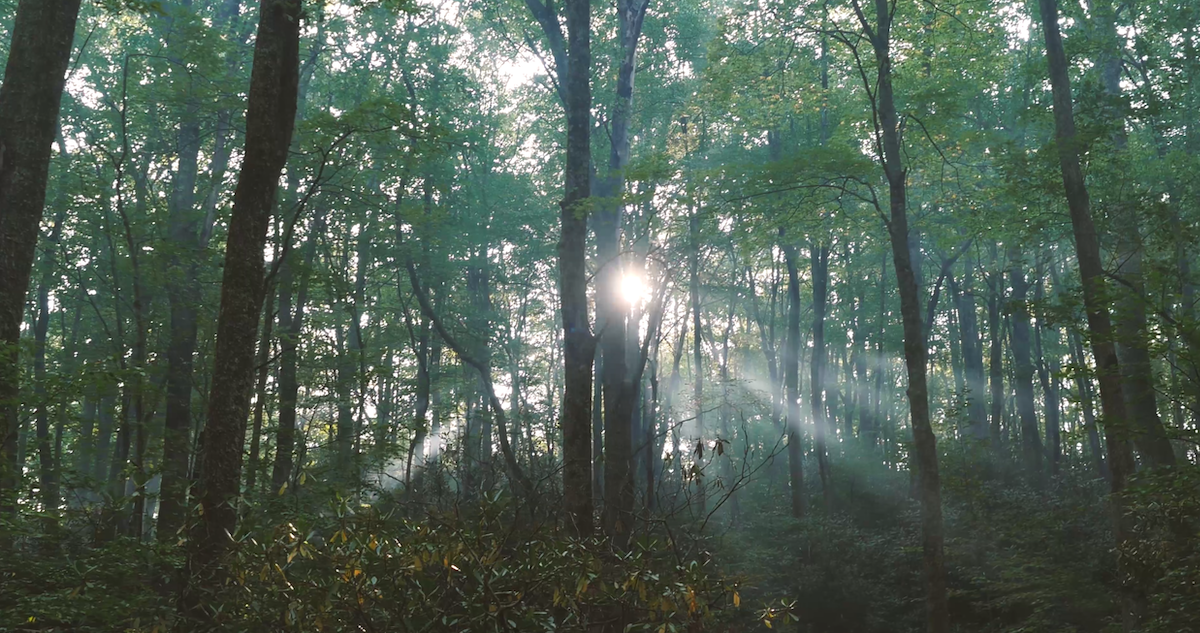 welcome to la rondine caffe 